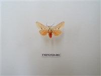 藏品(人紋污燈蛾)的圖片